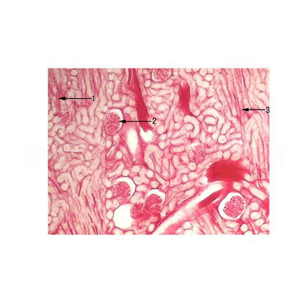 Rabbit Kidney Vascular Injection, Microscope Slide - Dr Wong Anatomy