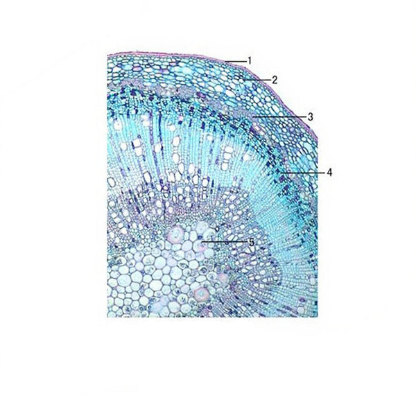 Camphor Tree Stem, c.s. Prepared Microscope Slide