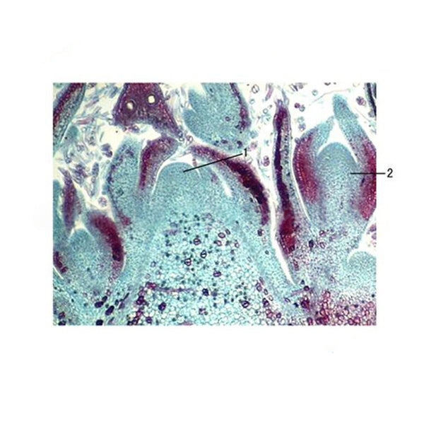 Cotton Stem Tip, l.s. Prepared Microscope Slide