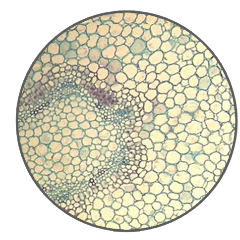 Young Sunflower Root, c.s. Prepared Microscope Slide - Dr Wong Anatomy