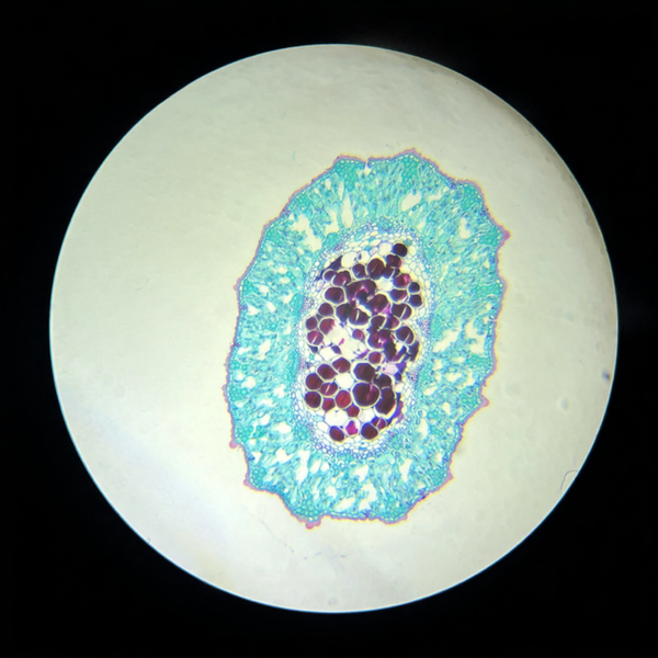 Horsetail Stem, c.s. Prepared Microscope Slide - Dr Wong Anatomy