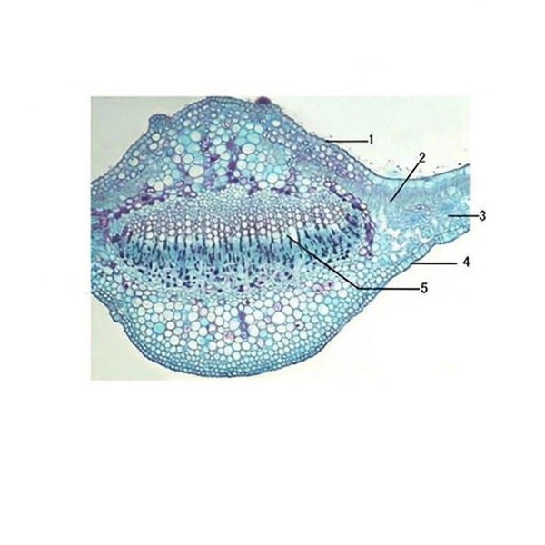 Pear Leaf, c.s. Prepared Microscope Slide