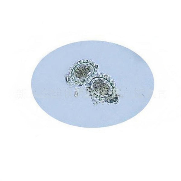 Roundworm (Ascaris) Egg, Prepared Microscope Slide