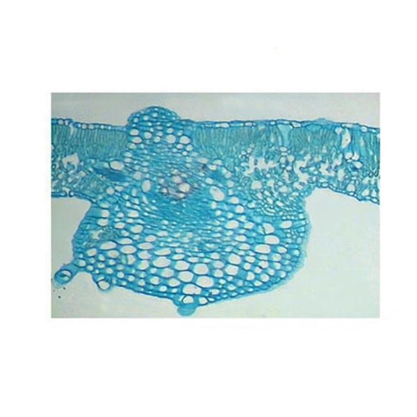 Sunflower Leaf, c.s. Prepared Microscope Slide