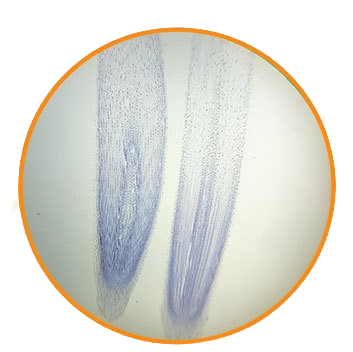 Onion Root Tip, l.s. Prepared Microscope Slide - Dr Wong Anatomy
