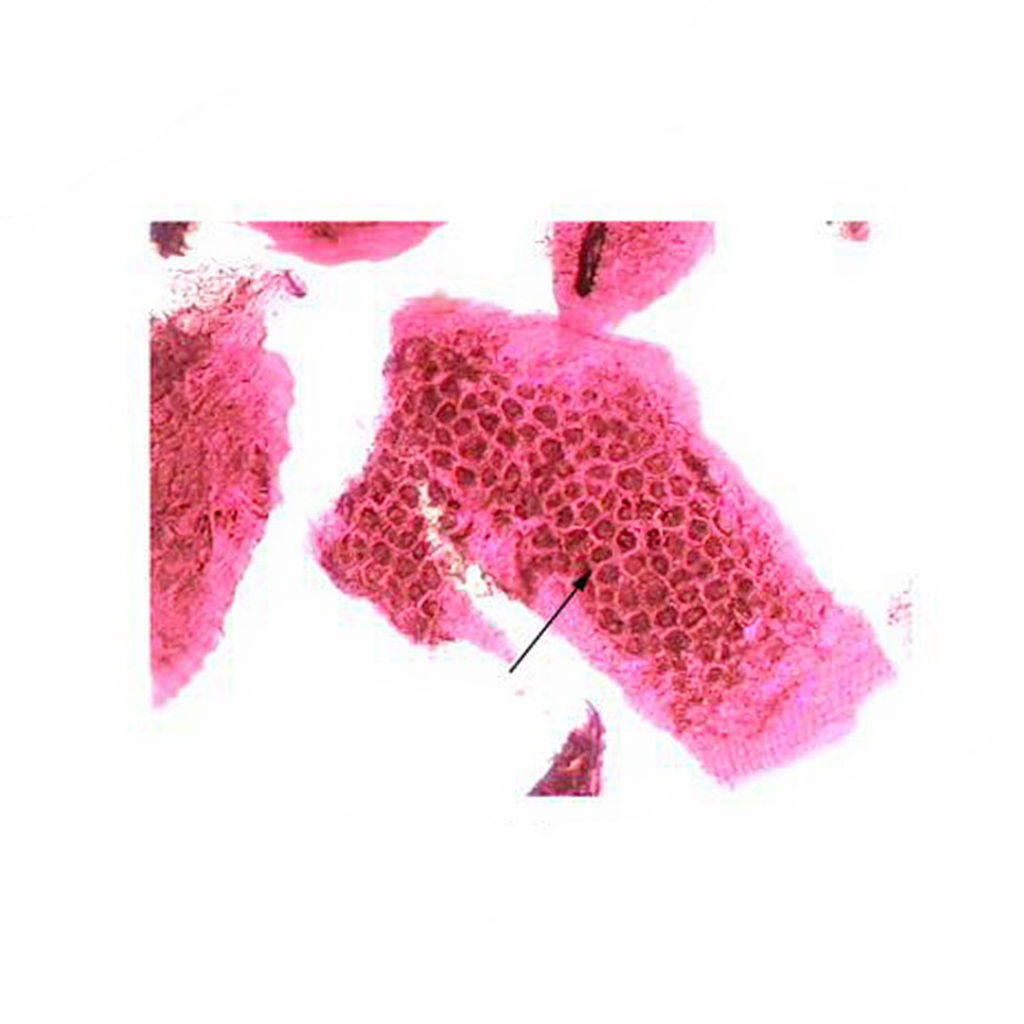 Wheat Bran, Prepared Microscope Slide – Dr Wong Anatomy