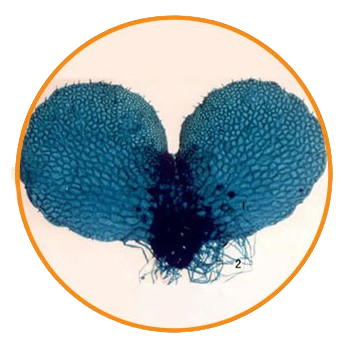 Fern Prothallus, Prepared Microscope Slide