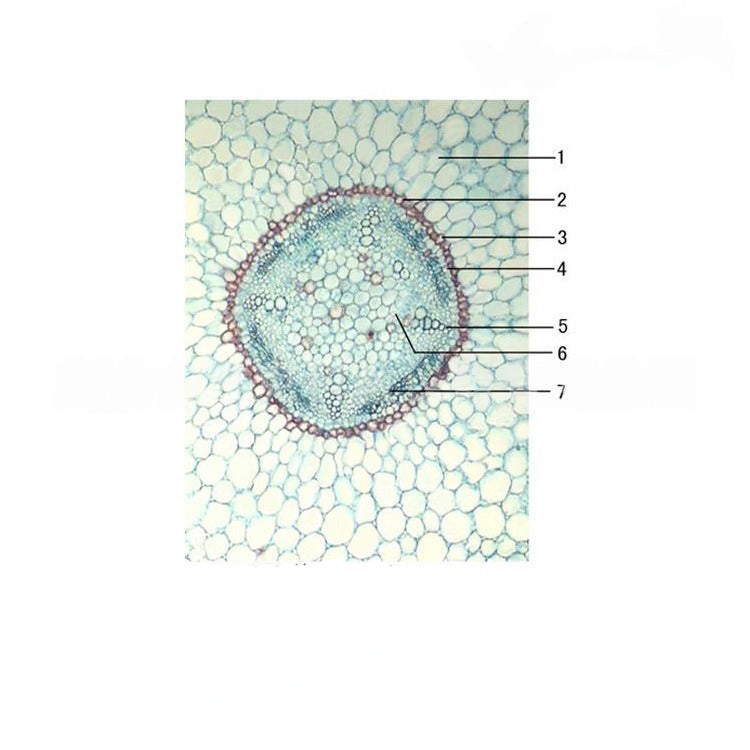 Young Cotton Root, c.s. Prepared Microscope Slide - Dr Wong Anatomy
