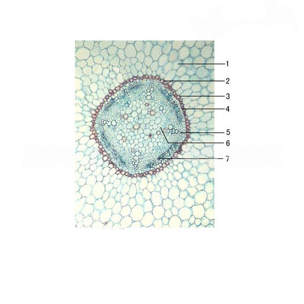 Young Cotton Root, c.s. Prepared Microscope Slide - Dr Wong Anatomy