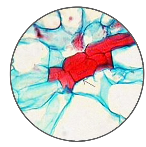 Pear Fruit (Sclereids), Prepared Microscope Slide