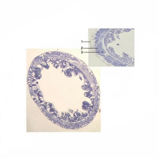 Hydra Ovary, Prepared Microscope Slide