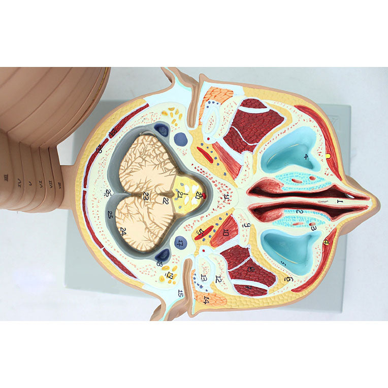 Anatomical Section of Head Model – Dr Wong Anatomy