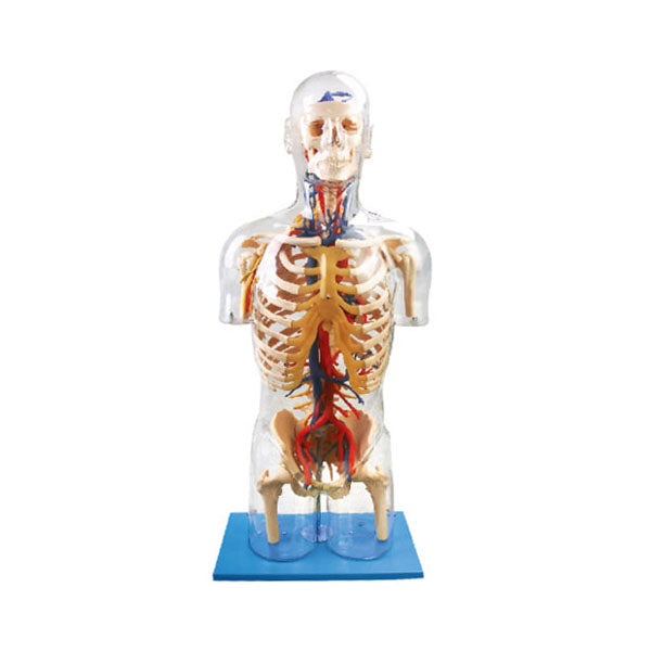 Anatomical Transparent Torso Model