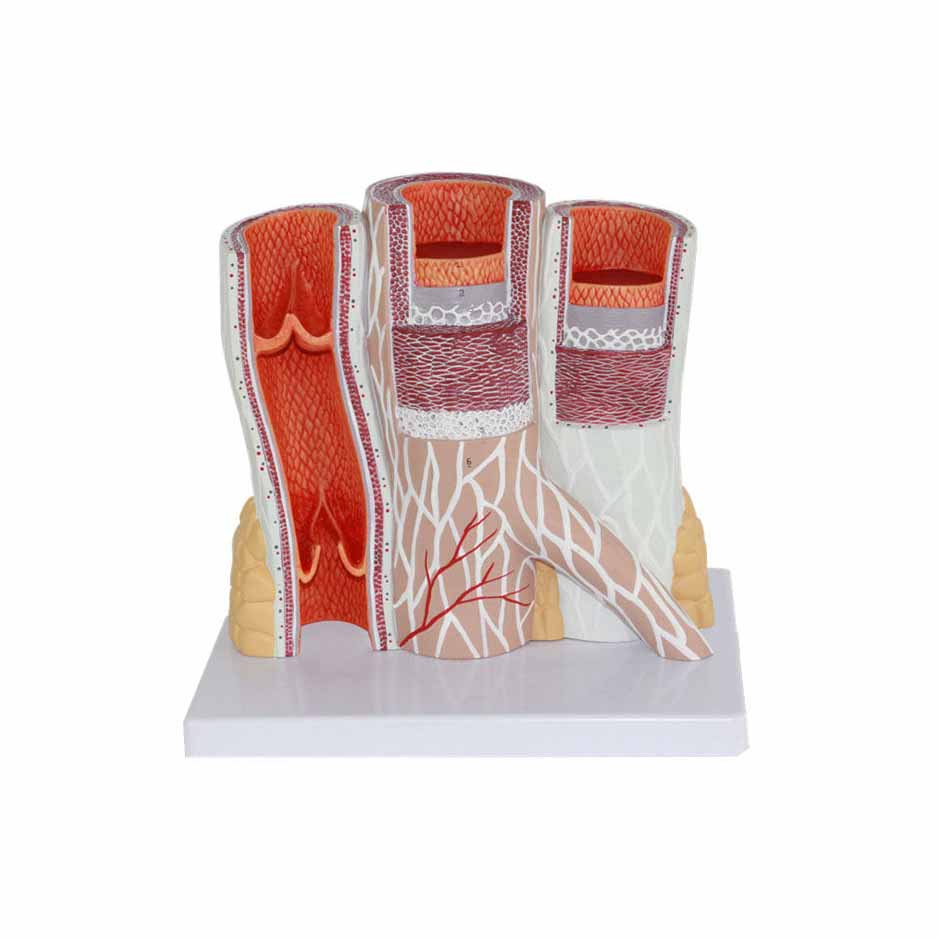 Artery and Vein Model, 20 Times Life-Size