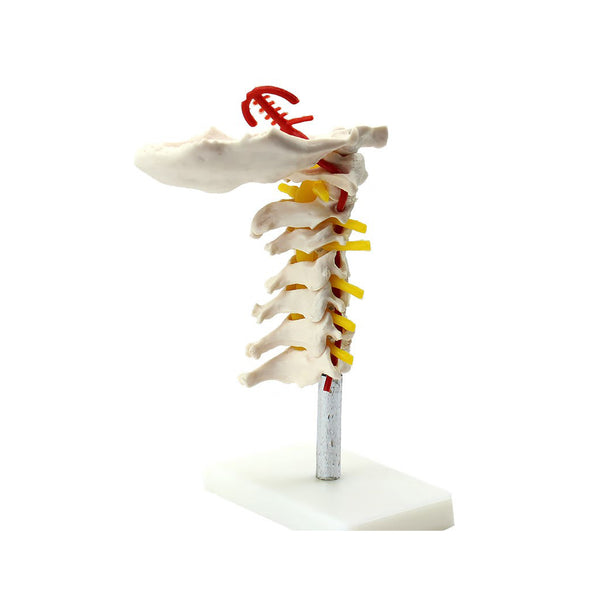 Cervical Spinal Column Model