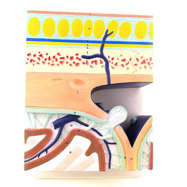 Cranial Layers Model