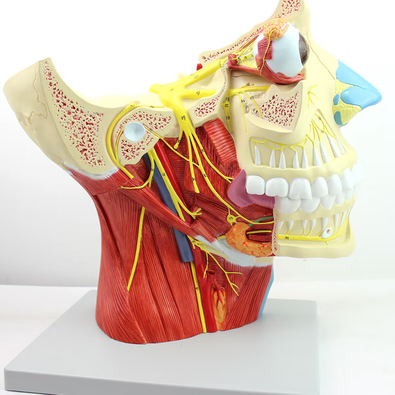 Cranial Nerves Model Cranial Nerves 3D Model By Galejustin
