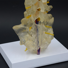 Transparent Lumbar Vertebrae with Coccyx Model