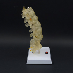 Transparent Lumbar Vertebrae with Coccyx Model
