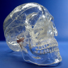 Transparent Skull Model, 3 Parts