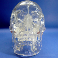 Transparent Skull Model, 3 Parts