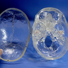 Transparent Skull Model, 3 Parts
