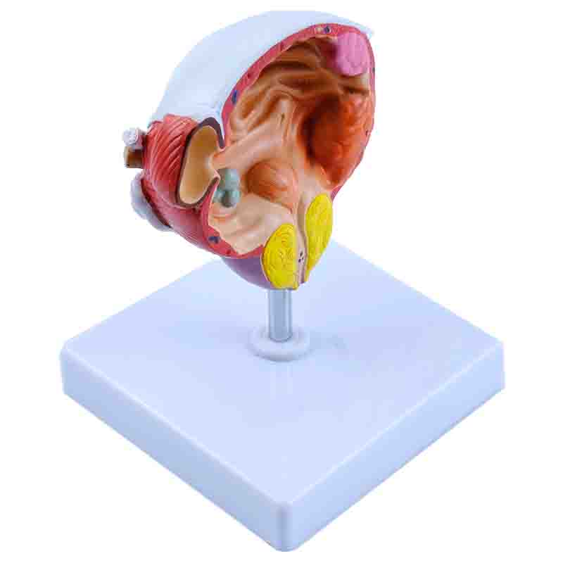 Prostate Scale Model Diseases of Bladder and Prostate Model – Dr Wong Anatomy