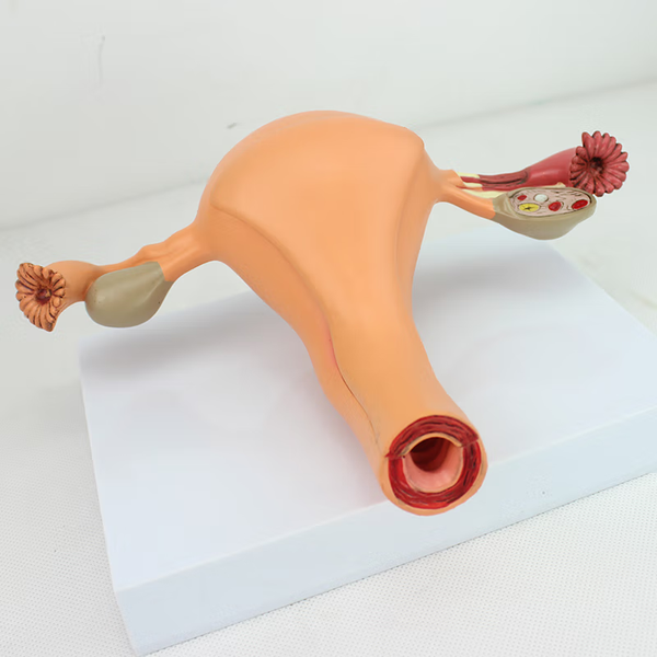 Female Reproductive Organs Model, 2 Parts – Dr Wong Anatomy