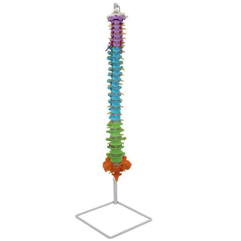 Flexible Didactic Spine Model
