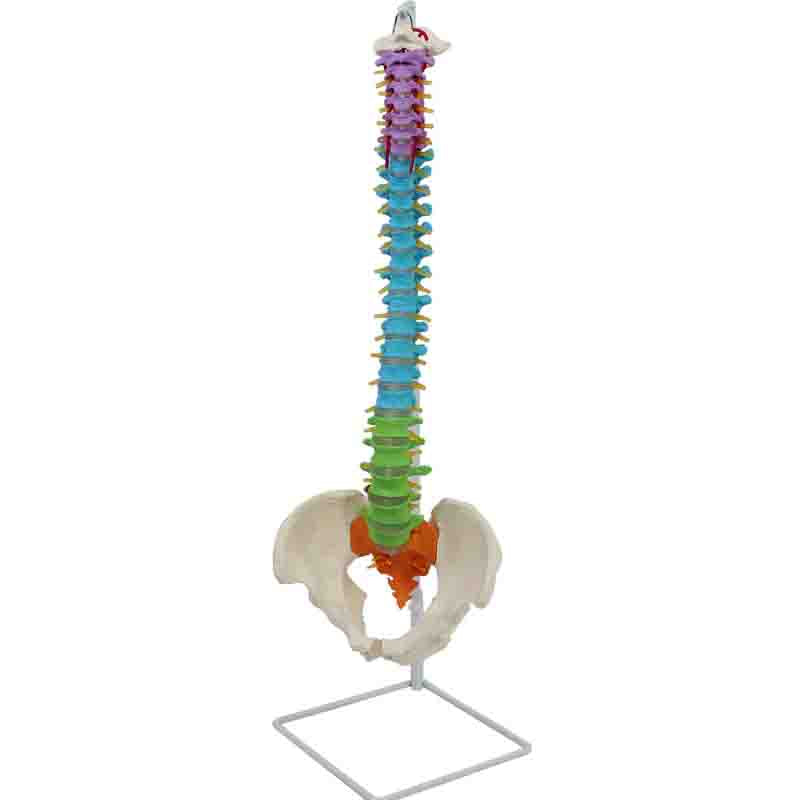 Flexible Didactic Spine Model with Pelvis