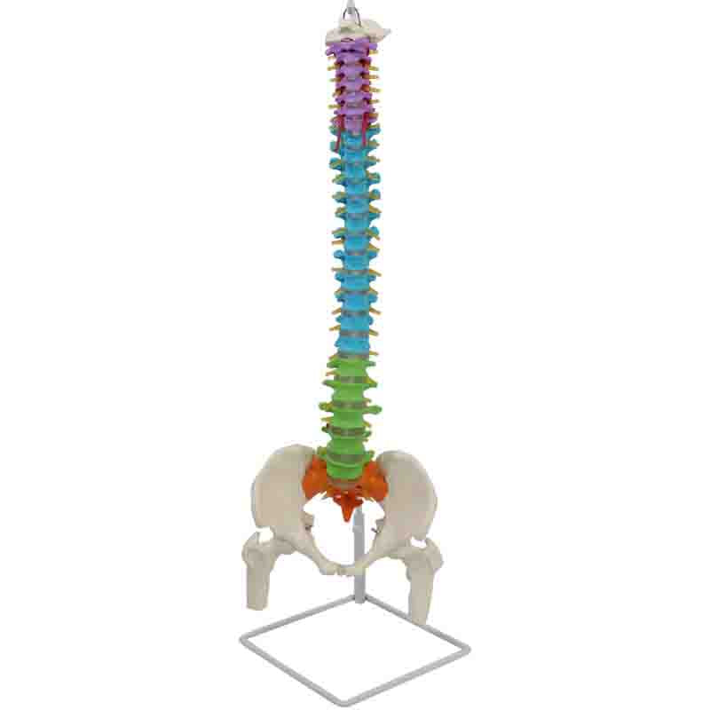 Flexible Didactic Spine Model with Pelvis and Femoral Heads