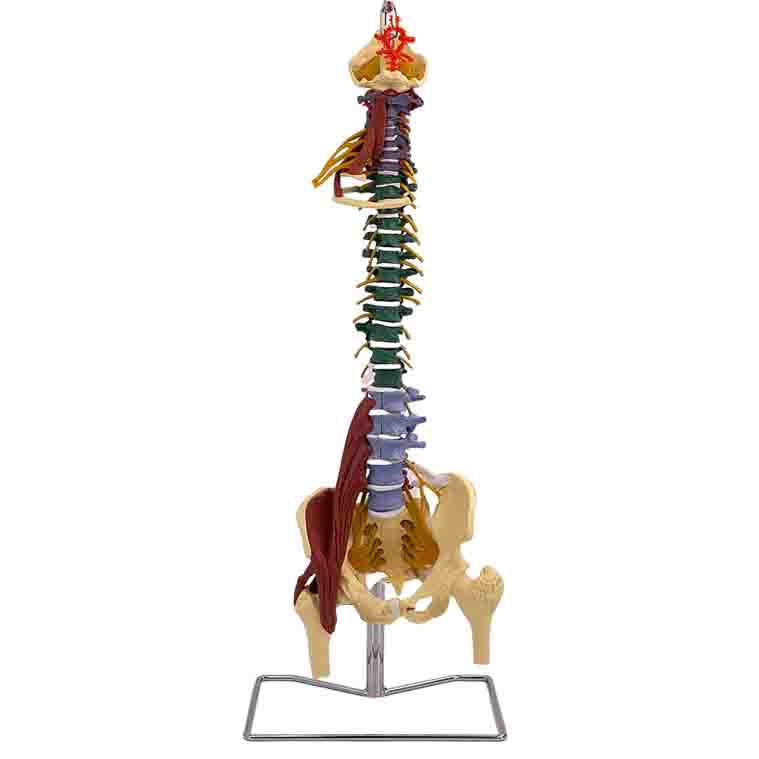Flexible Muscle Spine Model