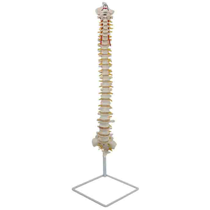 Flexible Spine Model