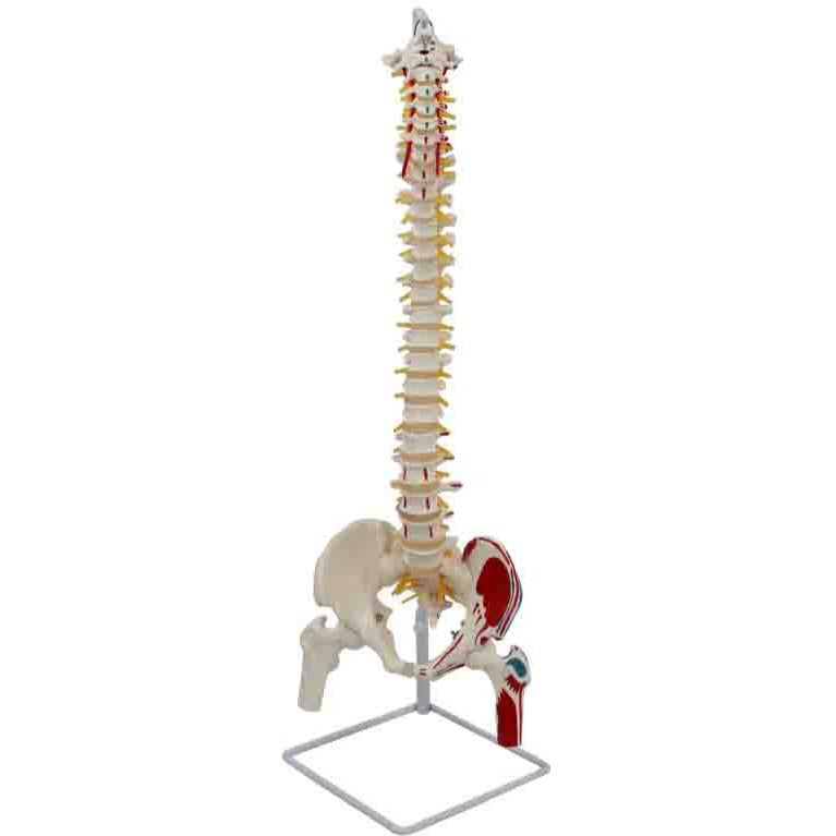 Flexible Spine Model with Pelvis, Femoral Heads and Painted Muscles