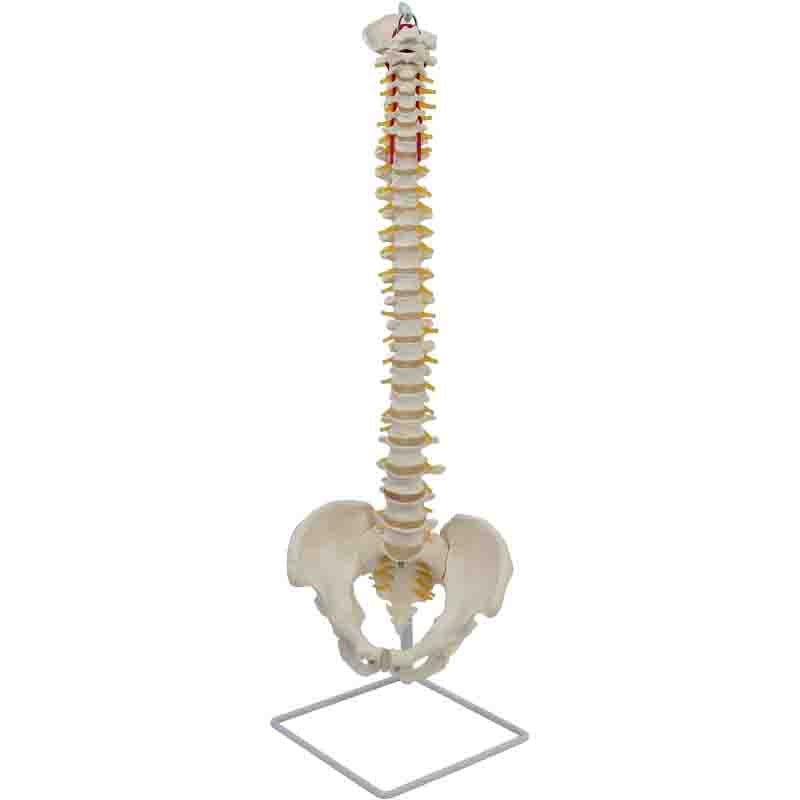 Flexible Spine Model with Pelvis