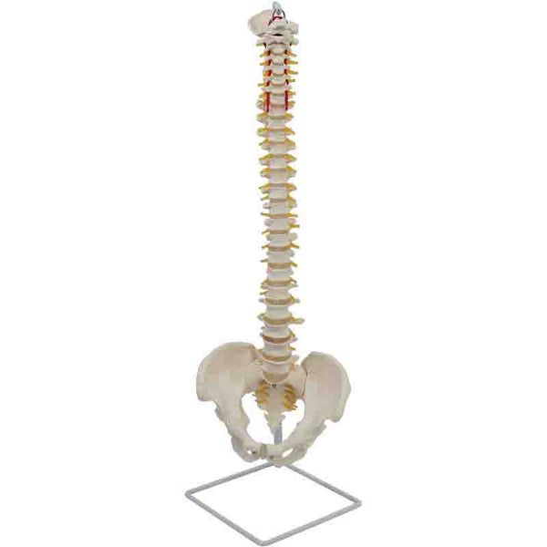 Flexible Spine Model with Pelvis