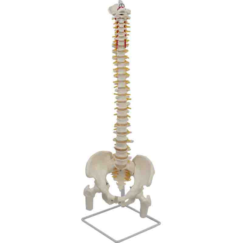 Flexible Spine Model with Pelvis and Femoral Heads