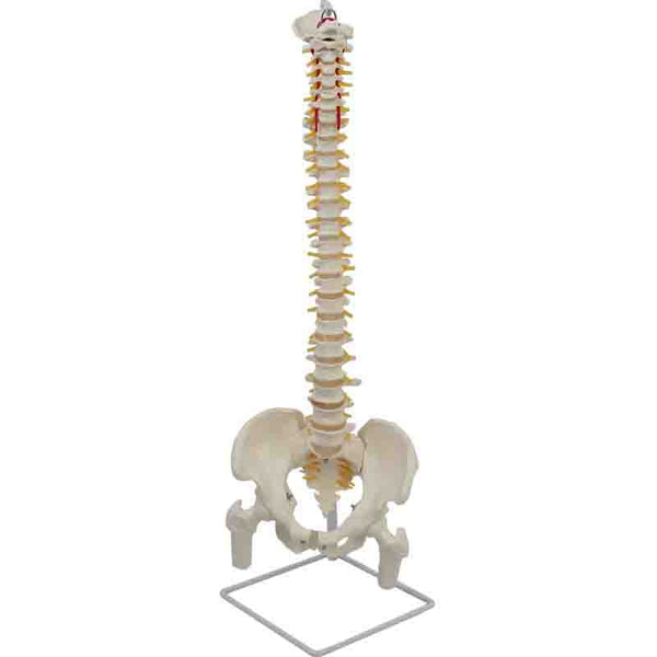 Flexible Spine Model with Pelvis and Femoral Heads