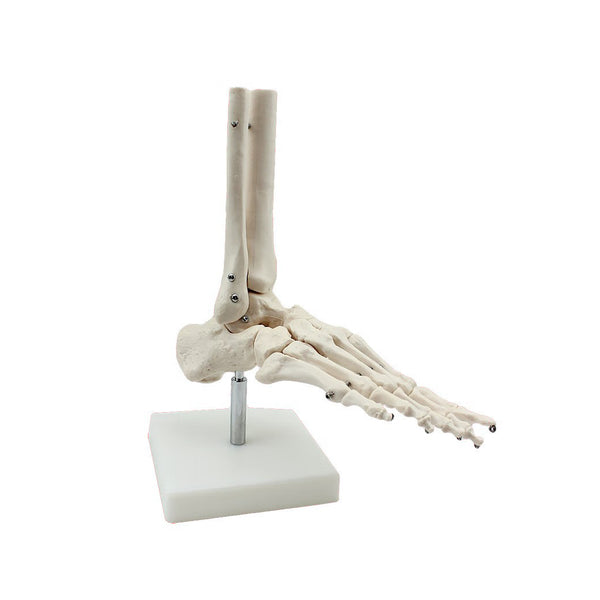 Foot and Ankle Skeleton Model