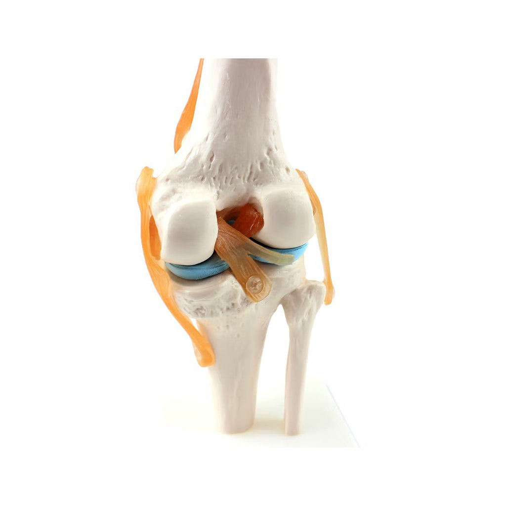 Functional Anatomy Of The Knee Functional Anatomy Of The Knee Joint By