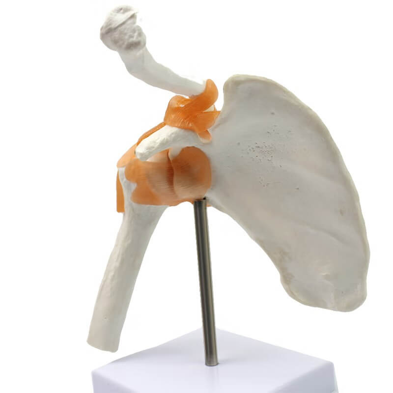 Functional Shoulder Joint Model – Dr Wong Anatomy