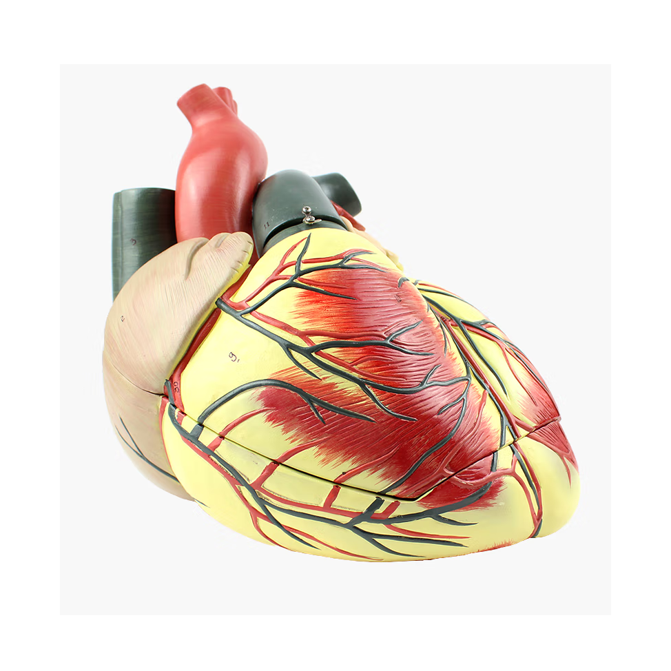 Giant Heart Model, 3.5X Life-Size, 3 Parts