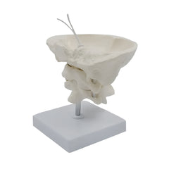 Head joint Model
