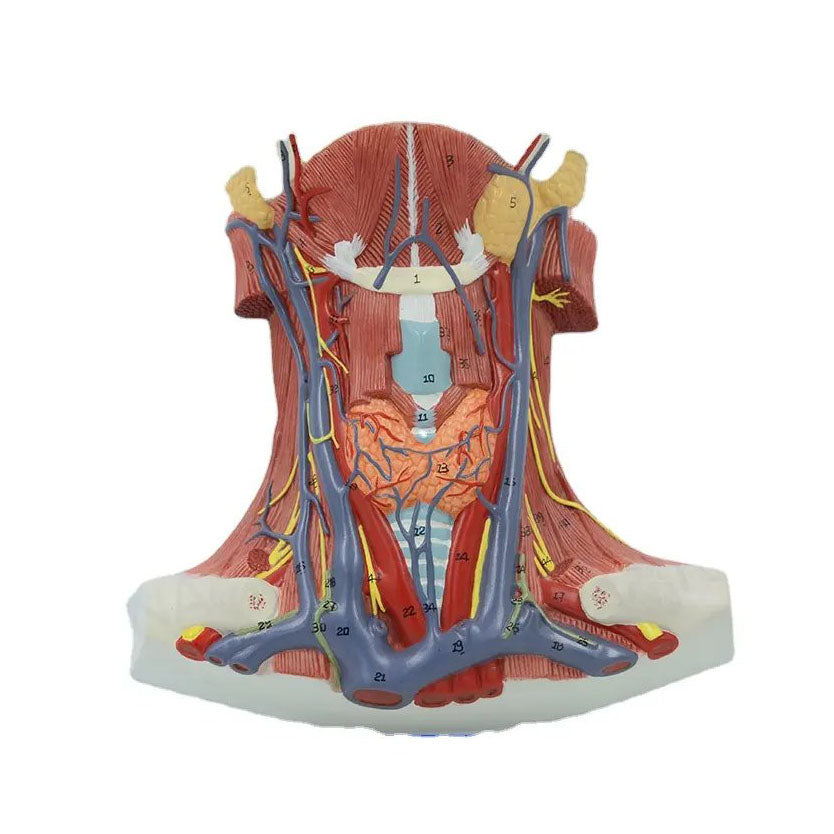 Neck and Throat Model with Muscles, Veins and Arteries