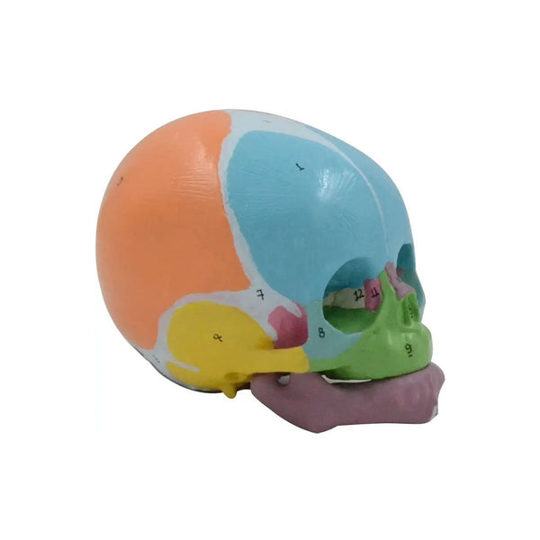 Fetal Skull Model, Colored Version