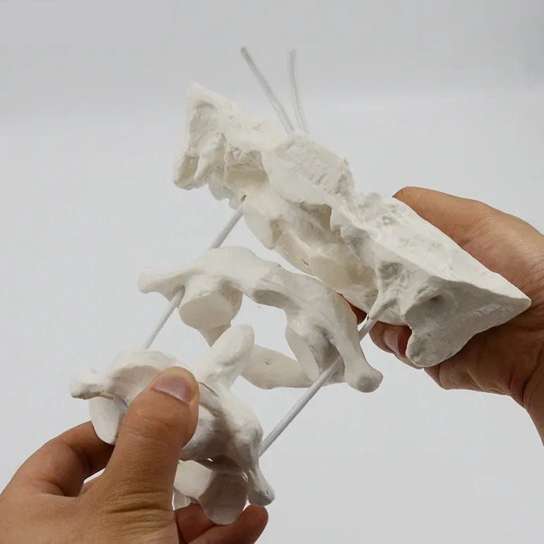 Head joint Model