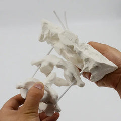 Head joint Model