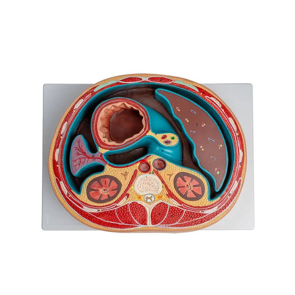 Cross Section through Abdomen Model