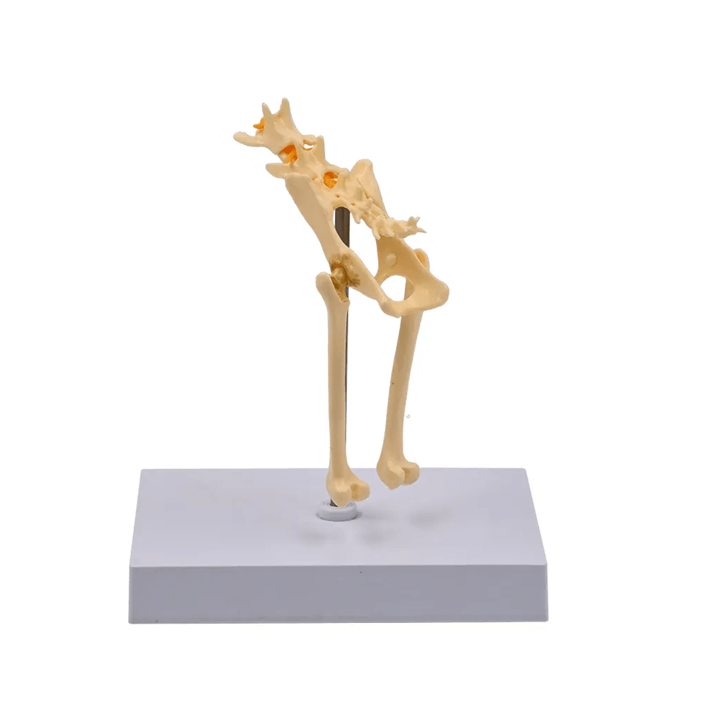 Feline Pelvis (Hip) Anatomy Model