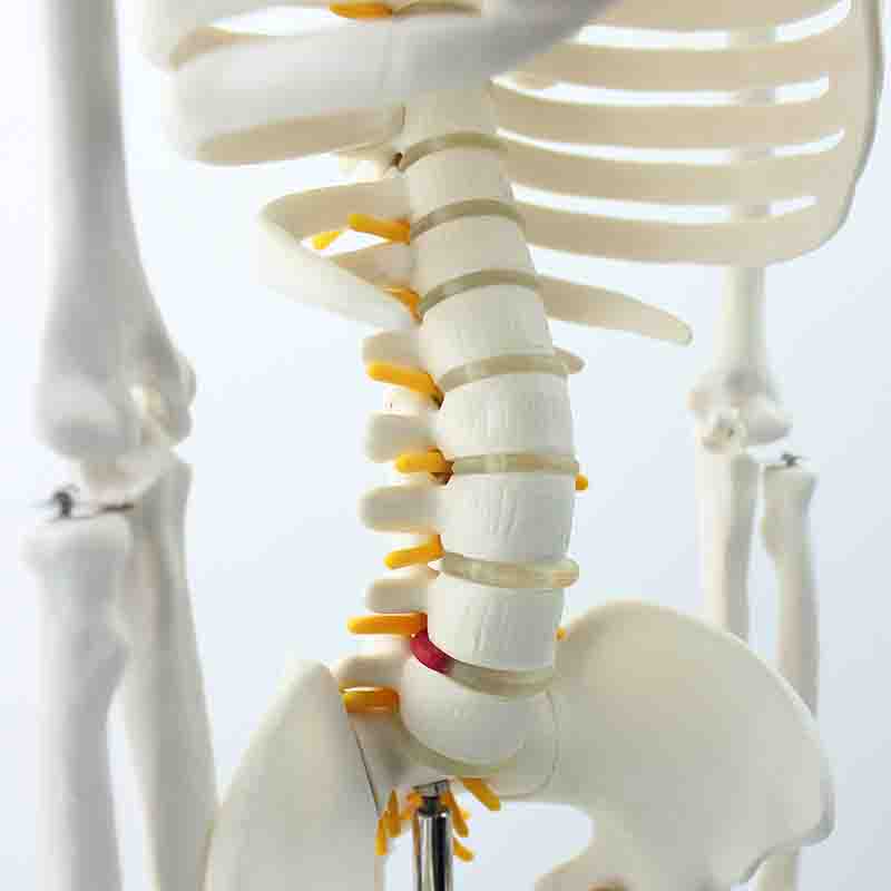 Half Size Skeleton Model with Spinal Nerves – Dr Wong Anatomy